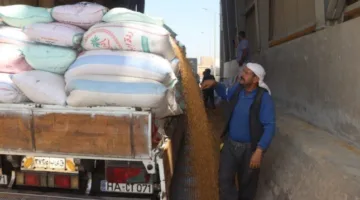 بني سويف تتجاوز 145 ألف طن: إنتاج وفير من القمح المحلي