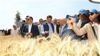 الزراعة: حصاد 3.1 مليون فدان من القمح مع توقع إنتاج 10 ملايين طن