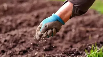 “الزراعة”: المدارس الحقلية تعزز كفاءة الإنتاج الزراعي وترفع دخلاً المزارعين