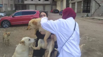 الزراعة تكثف جهودها لرصد الأمراض الوبائية الحيوانية وتوسع التحصينات الوقائية للبروسيلا والسل
