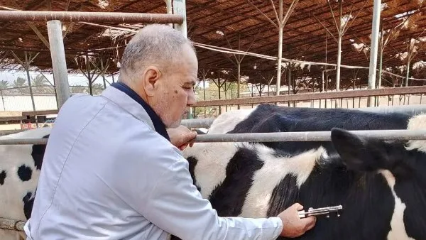 “الزراعة”: رصد الأمراض الوبائية الحيوانية والتغطية لتحصينات البروسيلا والسل خلال أبريل “الزراعة”: رصد الأمراض الوبائية الحيوانية والتغطية لتحصينات البروسيلا والسل خلال أبريل