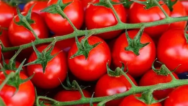 الطماطم تبدأ من 4 جنيهات للكيلو.. استقرار في أسعار الخضراوات بالإسماعيلية الطماطم تبدأ من 4 جنيهات للكيلو.. استقرار في أسعار الخضراوات بالإسماعيلية