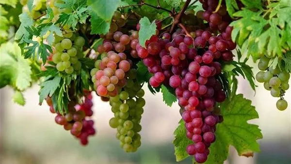 العنب الأحمر بـ100.. تعرف على أسعار الفاكهة في أسواق الإسكندرية العنب الأحمر بـ100.. تعرف على أسعار الفاكهة في أسواق الإسكندرية