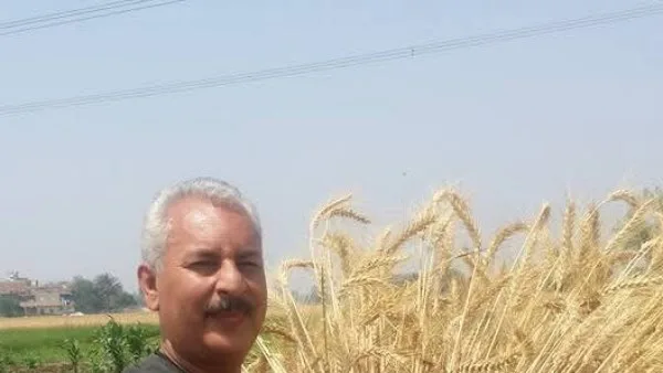 الفلاحين: نتوقع توريد 4 ملايين طن من القمح للحكومة هذا الموسم الفلاحين: نتوقع توريد 4 ملايين طن من القمح للحكومة هذا الموسم