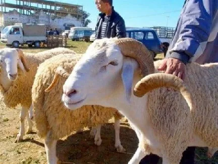 المغرب يبدأ في حظر ذبح أضاحي العيد تنفيذًا للتوجيهات الملكية لمواجهة آثار الجفاف.
