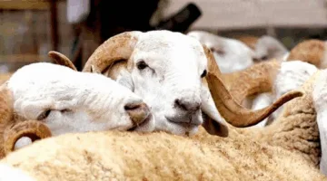 إقبال كبير على شراء الأضاحي رغم وقف شعيرة النحر