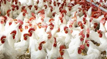 زيادة بنسبة 68% في أرباح المنصورة للدواجن لتصل إلى 45.68 مليون جنيه في الربع الأول