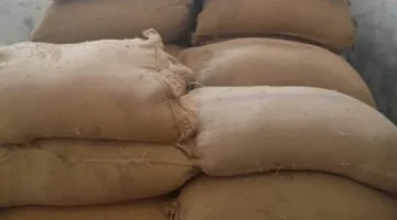المنيا: استقبال 230 ألف طن من القمح بالشون والصوامع