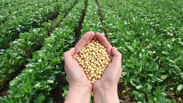 الموالح المصرية تتصدر الأسواق العالمية.. متحدث الزراعة يوضح الأسباب الموالح المصرية تتصدر الأسواق العالمية.. متحدث الزراعة يوضح الأسباب