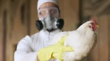 علماء: إنفلونزا الطيور في القطط تشير إلى خطر حدوث جائحة أخرى
