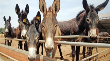 الهيئة البيطرية ترد على نقيب الفلاحين بخصوص إحصائيات الحمير
