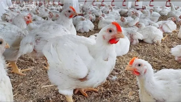 وزير الزراعة: لا إصابات بفيروسات الطيور.. ومعدلات النفوق طبيعية نتيجة الظروف الجوية. وزير الزراعة: لا إصابات بفيروسات الطيور.. ومعدلات النفوق طبيعية نتيجة الظروف الجوية.