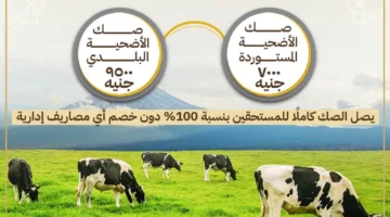 اليوم.. انطلاق حملة صكوك الأضاحي لعام 1446هـ / 2025م بالتعاون بين الأوقاف والتموين والتضامن