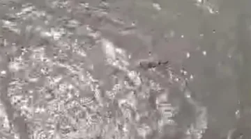 انتشال جثمان شاب سقط في بحر يوسف بالفيوم