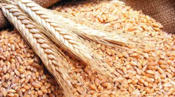 انخفاض سعر القمح إلى أدنى مستوى له خلال 9 أشهر مع اقتراب موسم الحصاد.