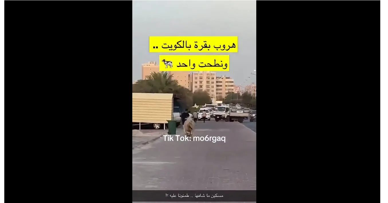 بالفيديو: لحظة سقوط أحد المارة في الكويت ضحية لبقرة هاربة – فما القصة؟