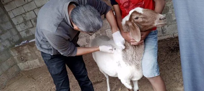 «بحوث الصحراء» تُطلق حملة بيطرية لتعزيز صحة الحيوانات الأليفة.