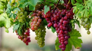 بشرة خير.. نقيب الفلاحين يكشف موعد انخفاض أسعار العنب