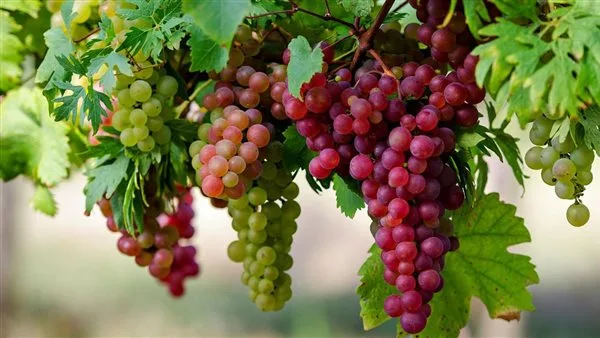 بشرة خير.. نقيب الفلاحين يكشف موعد انخفاض أسعار العنب بشرة خير.. نقيب الفلاحين يكشف موعد انخفاض أسعار العنب
