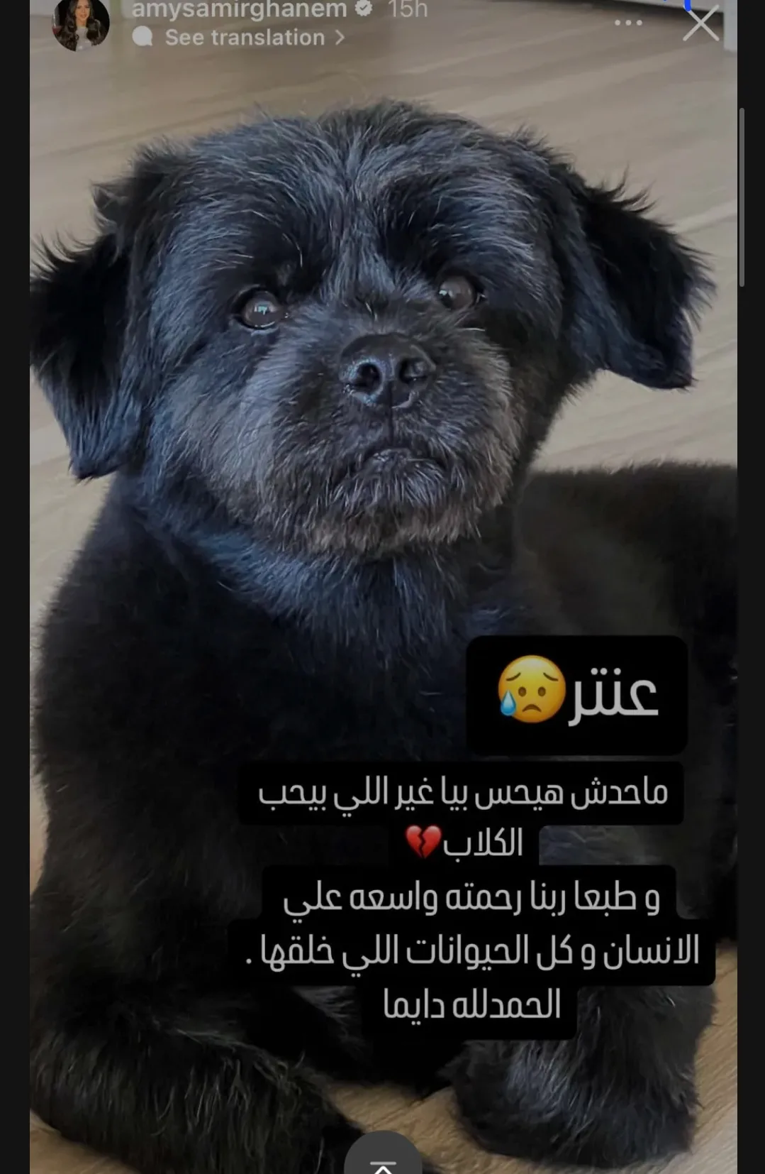 بعد وفاة كلبها عنتر.. إيمي سمير غانم تدخل فى حالة حزن شديد بعد وفاة كلبها عنتر.. إيمي سمير غانم تدخل فى حالة حزن شديد