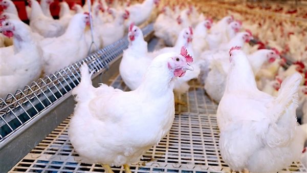 بـ 125 جنيه للكيلو.. وزير التموين: استمرار ضخ الدواجن بالمجمعات بأسعار مخفضة بـ 125 جنيه للكيلو.. وزير التموين: استمرار ضخ الدواجن بالمجمعات بأسعار مخفضة