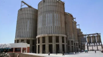 بـ مليار جنيه.. توريد 82 ألف طن قمح منذ بدء الموسم في سوهاج