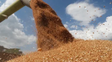 المغرب يزيد من استيراد القمح الروسي بنسبة 45% بالرغم من انخفاض المعروض العالمي