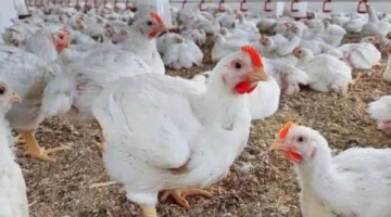 بورصة الدواجن اليوم.. أسعار الفراخ البيضاء في الأسواق