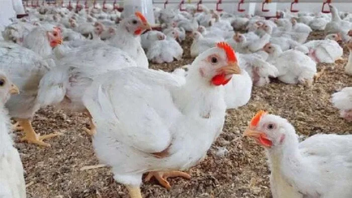بورصة الدواجن اليوم.. أسعار الفراخ البيضاء في الأسواق بورصة الدواجن اليوم.. أسعار الفراخ البيضاء في الأسواق