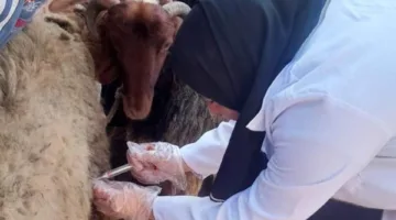 بيطري الشرقية يُجري المسح التناسلي الشامل لـ 5007 رأس ماشية