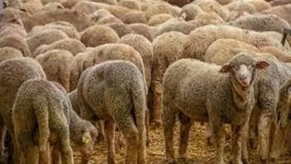 تاريخ بدء عيد الأضحى في إسبانيا لعام 2025/1446 تاريخ بدء عيد الأضحى في إسبانيا لعام 2025/1446