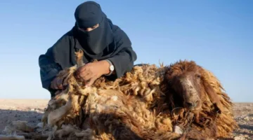 تجارة جز صوف: فرص مستقبلية واعدة