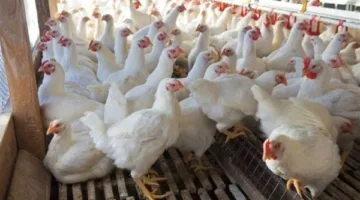 الخدمات البيطرية ترد على منتجي الدواجن: نسبة النفوق 30% بسبب نقص اللقاحات غير صحيحة، والأسباب تعود لسوء الإدارة.