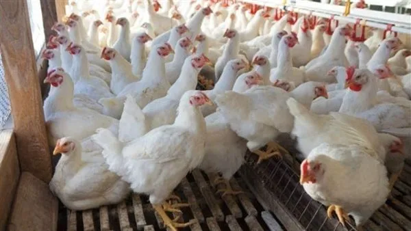 الخدمات البيطرية ترد على منتجي الدواجن: نسبة النفوق 30% بسبب نقص اللقاحات غير صحيحة، والأسباب تعود لسوء الإدارة. الخدمات البيطرية ترد على منتجي الدواجن: نسبة النفوق 30% بسبب نقص اللقاحات غير صحيحة، والأسباب تعود لسوء الإدارة.