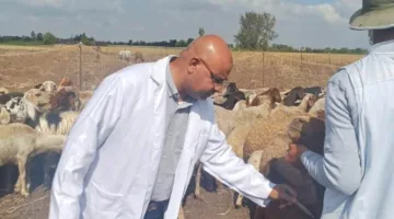 تحصين 191 ألف رأس ماشية ضد الحمى القلاعية في الدقهلية