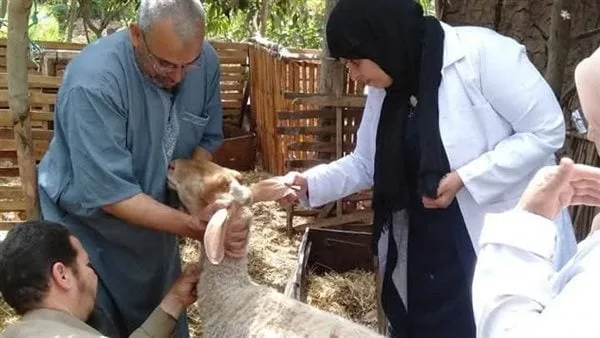 تحصين 331 ألف رأس ماشية في المنوفية ضمن الحملة القومية ضد الحمى القلاعية والوادي المتصدع تحصين 331 ألف رأس ماشية في المنوفية ضمن الحملة القومية ضد الحمى القلاعية والوادي المتصدع