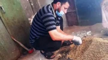 تعرف على موعد إطلاق حملة مكافحة القوارض بمدن ومراكز البحيرة