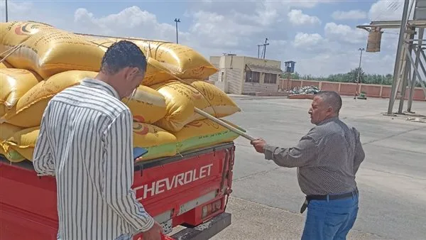 تقديم أكثر من 162 ألف طن من القمح إلى مضارب وصوامع البحيرة تقديم أكثر من 162 ألف طن من القمح إلى مضارب وصوامع البحيرة