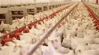 وزارة الزراعة توضح حول تقارير نفوق 30% من الدواجن بمصر