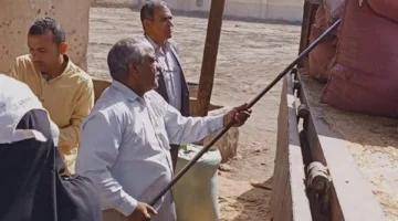 توريد 150 ألف طن من القمح بشون وصوامع المنيا