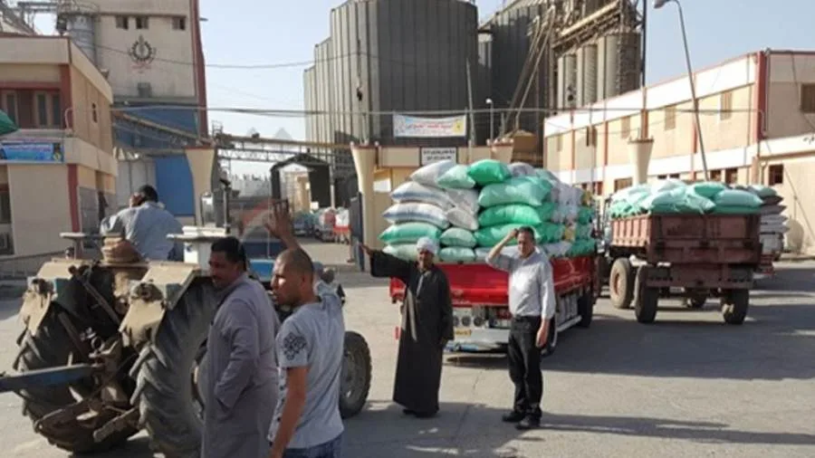 توريد 41 ألف طن قمح إلى شون وصوامع الغربية توريد 41 ألف طن قمح إلى شون وصوامع الغربية