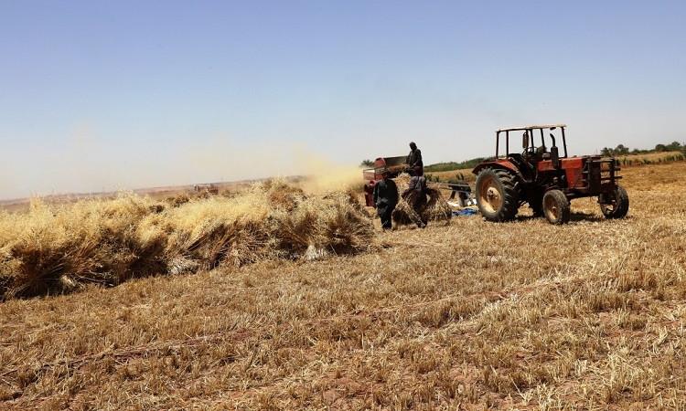 توريد 62 ألف طن قمح إلى شون وصوامع كفرالشيخ منذ بداية الموسم توريد 62 ألف طن قمح إلى شون وصوامع كفرالشيخ منذ بداية الموسم
