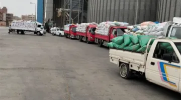 توريد 63 ألفًا و639 طن قمح لشون وصوامع البحيرة حتى الآن