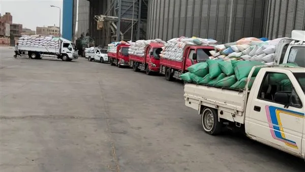 توريد 63 ألفًا و639 طن قمح لشون وصوامع البحيرة حتى الآن توريد 63 ألفًا و639 طن قمح لشون وصوامع البحيرة حتى الآن