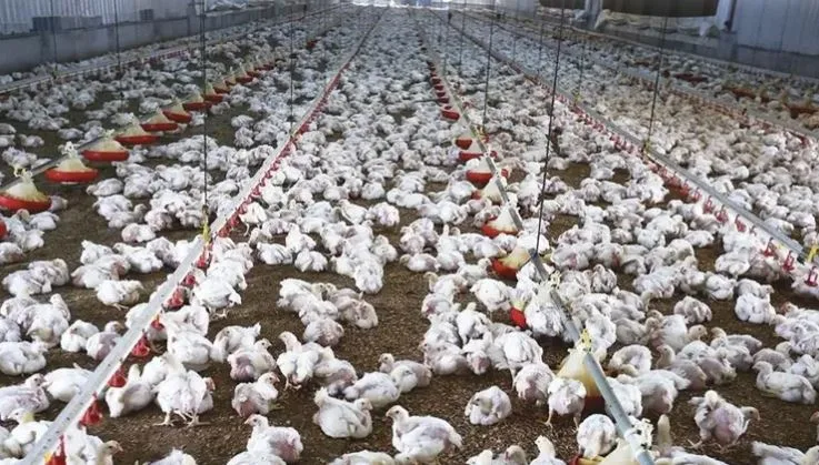 فيديو: قسم الثروة الحيوانية يُشير إلى أن الإدعاء بنفوق 30% من الدواجن يهدف إلى زيادة الأسعار