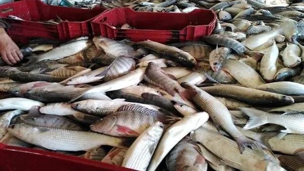 جهاز حماية وتنمية البحيرات والثروة السمكية يعقد احتفالية لتكريم مدير منطقة الحسينية في الشرقية جهاز حماية وتنمية البحيرات والثروة السمكية يعقد احتفالية لتكريم مدير منطقة الحسينية في الشرقية