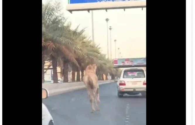 حادث مروري بسبب جمل هارب يتجول بين المركبات في السعودية | فيديو