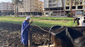 حراثة على خطى الفراعنة.. عم أحمد يحفظ تراث الأجداد بالمحراث الخشبي في قلب الأقصر