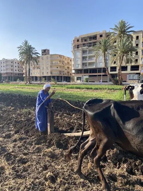 حراثة على خطى الفراعنة.. عم أحمد يحفظ تراث الأجداد بالمحراث الخشبي في قلب الأقصر حراثة على خطى الفراعنة.. عم أحمد يحفظ تراث الأجداد بالمحراث الخشبي في قلب الأقصر