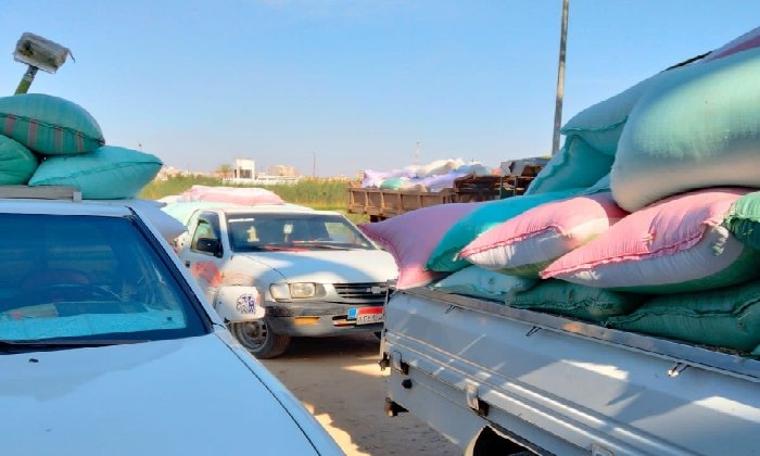 حصاد الخير.. توريد 46ألف طن قمح لشون وصوامع البحيرة حصاد الخير.. توريد 46ألف طن قمح لشون وصوامع البحيرة